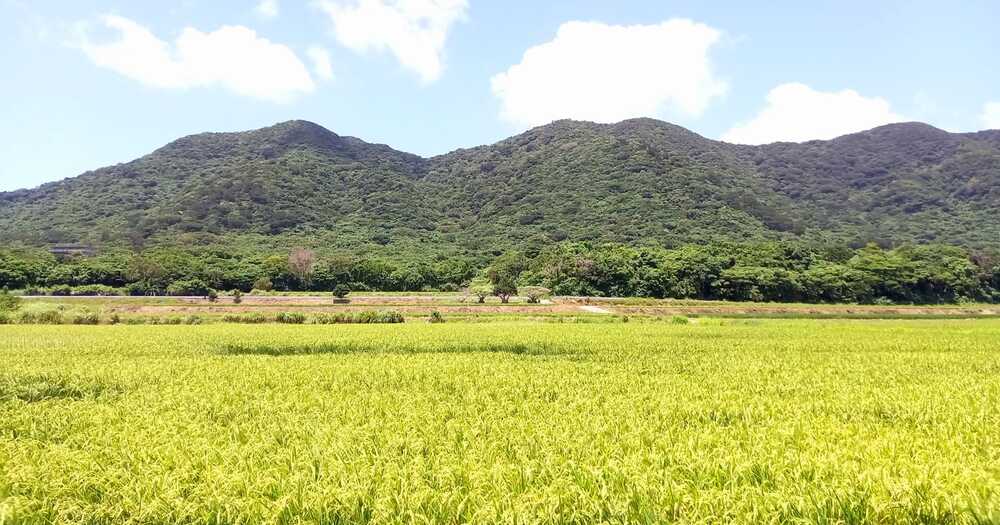 石垣島の稲穂